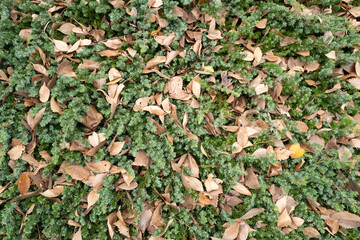 green and brown autumn leaves on the ground