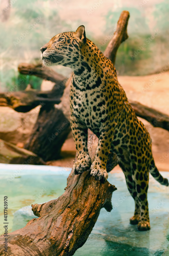Wall mural Jaguar animal cat stands on a log. - Wall murals