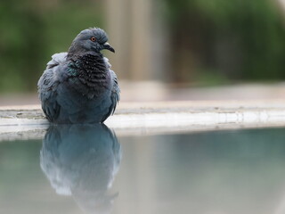 a city pigeon enjoying bathing the water in a swimming pool with reflection
