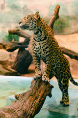 Jaguar animal cat stands on a log.
