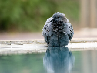a city pigeon enjoying bathing the water in a swimming pool with reflection
