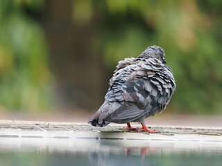 a city pigeon enjoying bathing the water in a swimming pool with reflection
