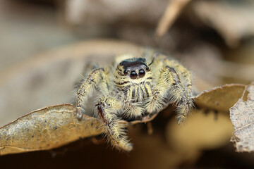 Close up of samantha jumping spider on the  leaf.
