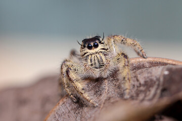 Close up of samantha jumping spider on the  leaf.