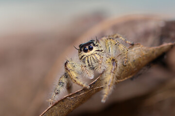 Close up of samantha jumping spider on the  leaf.