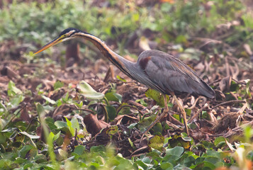 Purple Heron bird looking for insects in natural habitat