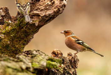 Common Chaffinch in the forest