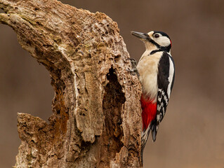 Great Spotted Woodpecker in the forest