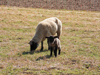 sheep and lamb