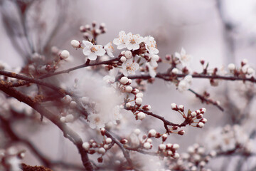 tree blossom with small white flowers at spring