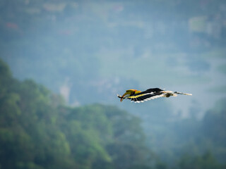 Portrait of wings down of flying Great hornbill (Buceros bicornis) in nature at Khaoyai national park,Thailand
