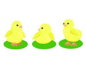 Funny yellow chickens. Farm animal, vector children's illustration.
