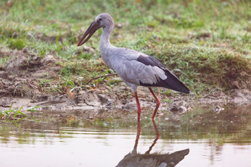 Open billed stork bird wading in swamp water
