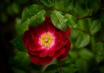 red rose flower
