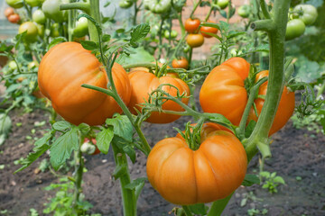 Many big red tomatoes in film greenhouse