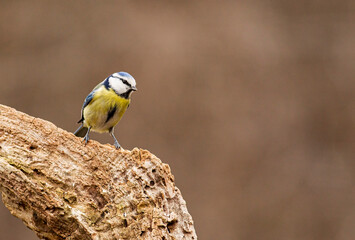 Blue Tit in the forest