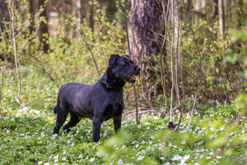 Black dog in the spring forest