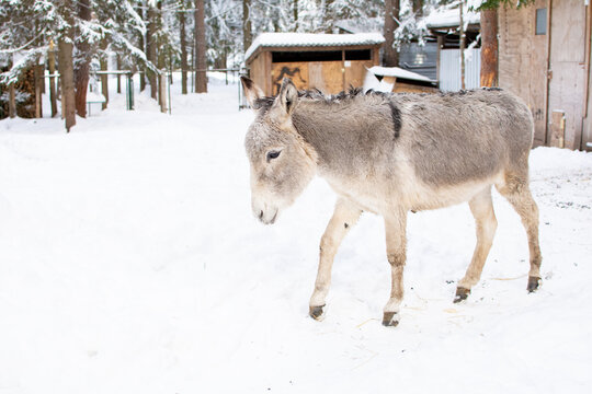 A gray donkey on a farm in winter. side view