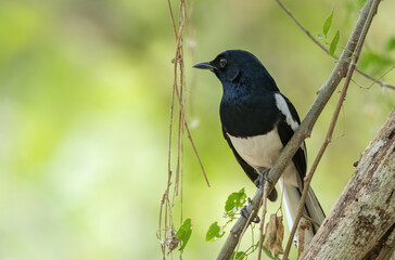 Male oriental magpie-robin perching on tree branch , Thailand