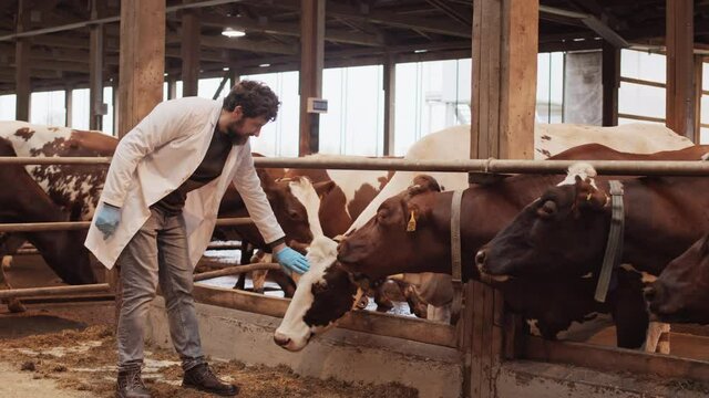 Full shot of male Caucasian farm veterinarian wearing medical gloves and white gown, standing in front of brown and white cows in stable, petting them with hand, smiling