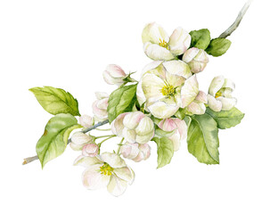 A delicate branch of an apple tree with flowers and leaves. Spring flowers. Watercolour illustration.