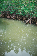 The roots of the mangrove trees take root in the shallow waters of the sea. This is the tree that best solves the problem of coastal erosion from the sea.