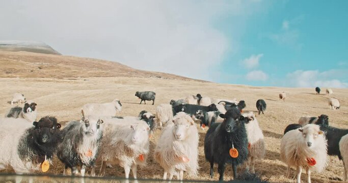 Group of sheep filmed from a car's window. 