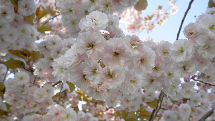 Showy and bright Prunus Kanzan Japanese Flowering Cherry double layer flowers close-up. Sakura blossom. Japanese cherry blossom.