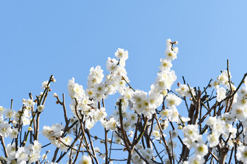 白色の梅の花