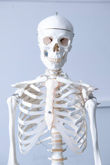 Menschliches Skelett aus Kunststoff zum medizinischen Anschauungsunterricht