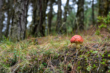 mushroom in the forest