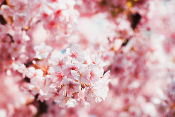 Cherry blossom on the tree in Japan in the spring season