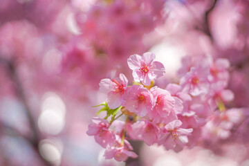 Cherry blossom on the tree in Japan in the spring season