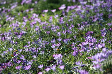 Obraz premium Crocus carpet on a meadow in the park
