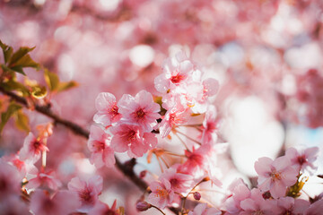 Cherry blossom on the tree in Japan in the spring season
