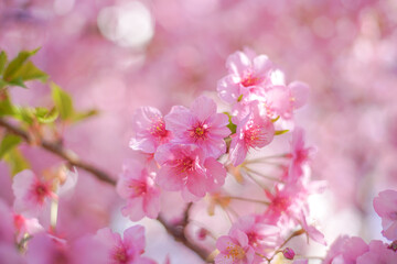 Fototapeta na wymiar Cherry blossom on the tree in Japan in the spring season