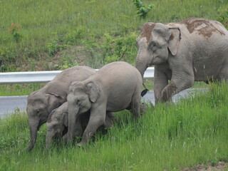Naklejka na ściany i meble Group of elephant cross road at khao yai national park , Thailand