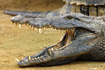 The Nile crocodile (Crocodylus niloticus) ,Nile crocodile portrait. Portrait with open jaw.Huge open jaws with lots of teeth.