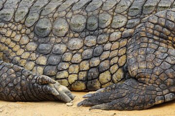 Fototapeta premium The Nile crocodile (Crocodylus niloticus) ,side crocodile flakes and both legs
