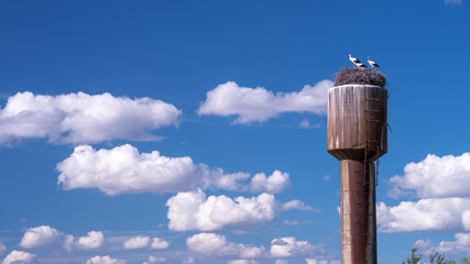 Three young white storks in a nest on a water tower against a blue sky with beautiful white clouds....