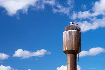 Three young white storks in a nest on a water tower against a blue sky with beautiful white clouds. Background