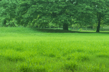 Focus to front group of fresh green grasses in the field and blurred big green trees with sunrise background, Selective focus and copy space.