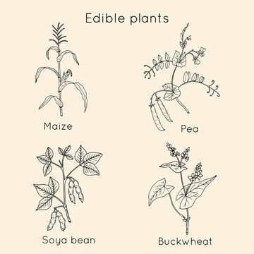 Set of edible plants maize pea soya buckwheat.