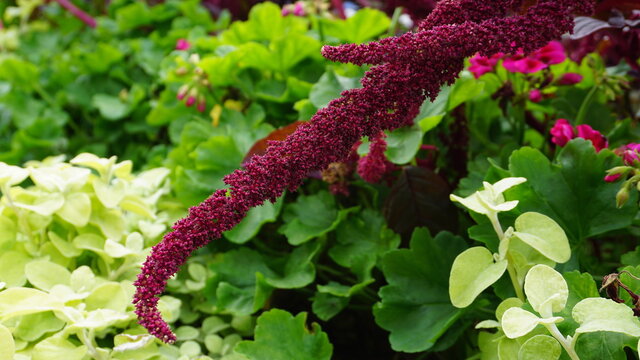 Vivid Amaranthus Caudatus flowers on green plants background close up. Also known as as love-lies-bleeding, pendant amaranth, tassel flower,velvet flower, foxtail amaranth, and quilete.