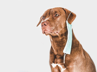 Charming, adorable brown puppy holding a medical mask. Indoors, studio shoot. Concept of care, education, obedience training, raising pets