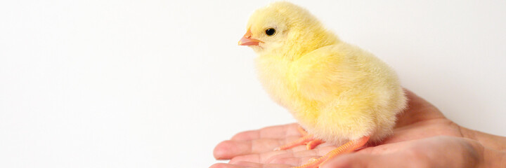 cute little tiny newborn yellow baby chick in kid's hand on white background. banner
