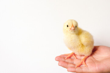 cute little tiny newborn yellow baby chick in kid's hand on white background