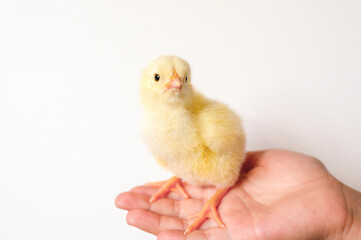 cute little tiny newborn yellow baby chick in kid's hand on white background