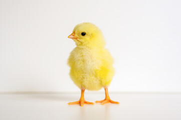 cute little tiny newborn yellow baby chick on white background