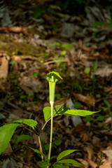 春に咲く緑の不思議な形の野の花　コウライテンナンショウ